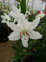 [4359 Mission DJ No02.JPG]